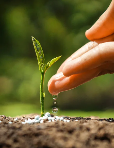 depositphotos 77502362 stock photo hand nurturing and watering a