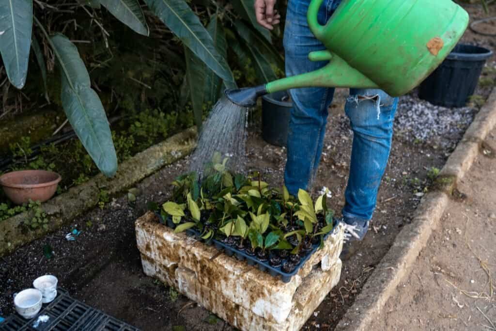 How to Make Compost Tea – A Comprehensive Guide 4 How to Make Compost Tea