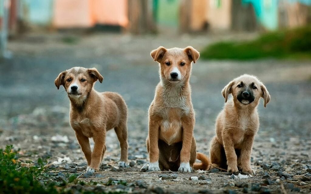 Can You Compost Dog Poop? 1 can you compost dog poop