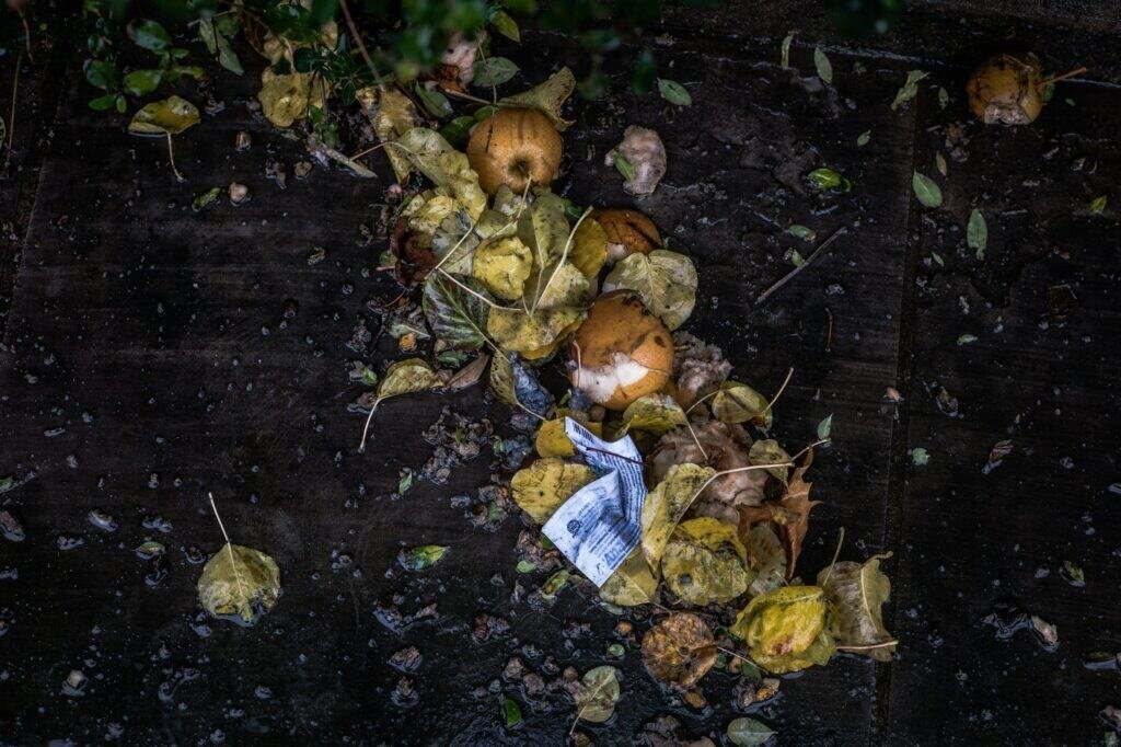 Can You Compost Meat? 2 can you compost meat