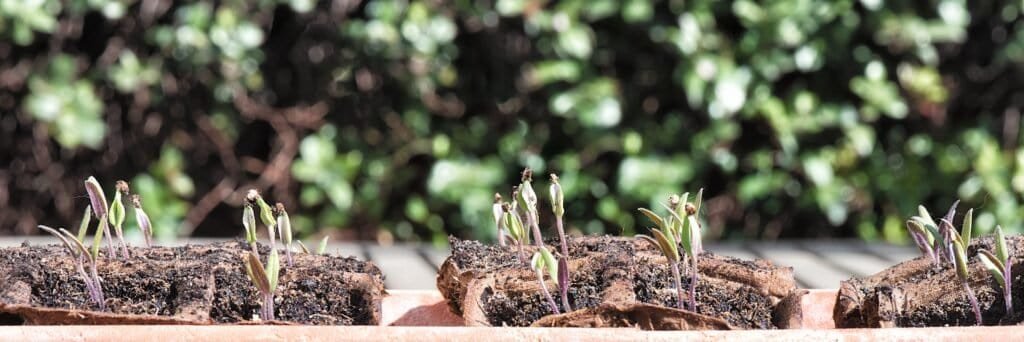 Compost vs Fertilizer