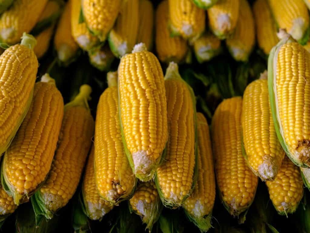 can you compost corn cobs