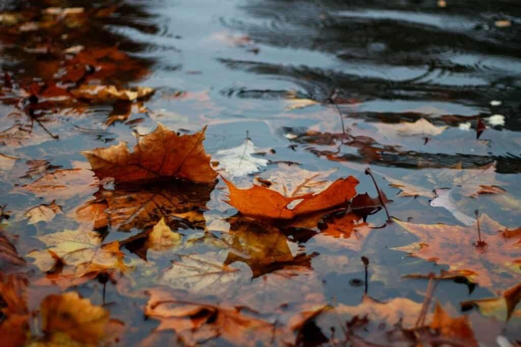 Is It Illegal to Collect Rainwater in California: Understanding the Golden State's Water Laws 2 Is it Illegal to Collect Rainwater in California