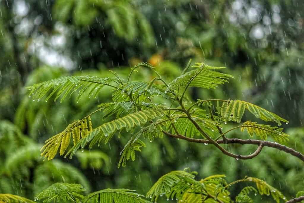 Is it Illegal to Collect Rainwater in Virginia? 2 is it illegal to collect rainwater in virginia