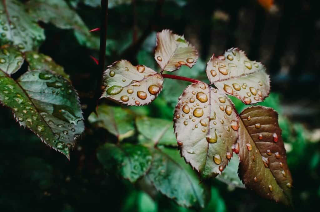 Is It Illegal to Collect Rainwater in California: Understanding the Golden State's Water Laws 3 Is it Illegal to Collect Rainwater in California