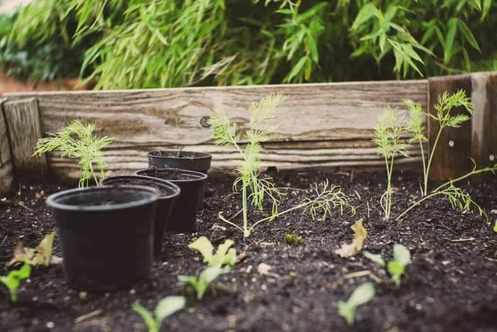 How to Compost Leaves: A Step-by-Step Guide for Gardeners 3 How to Compost Leaves