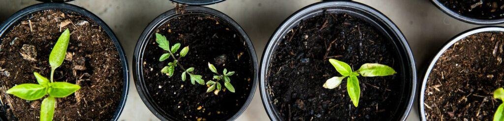 Mulch Vs Compost