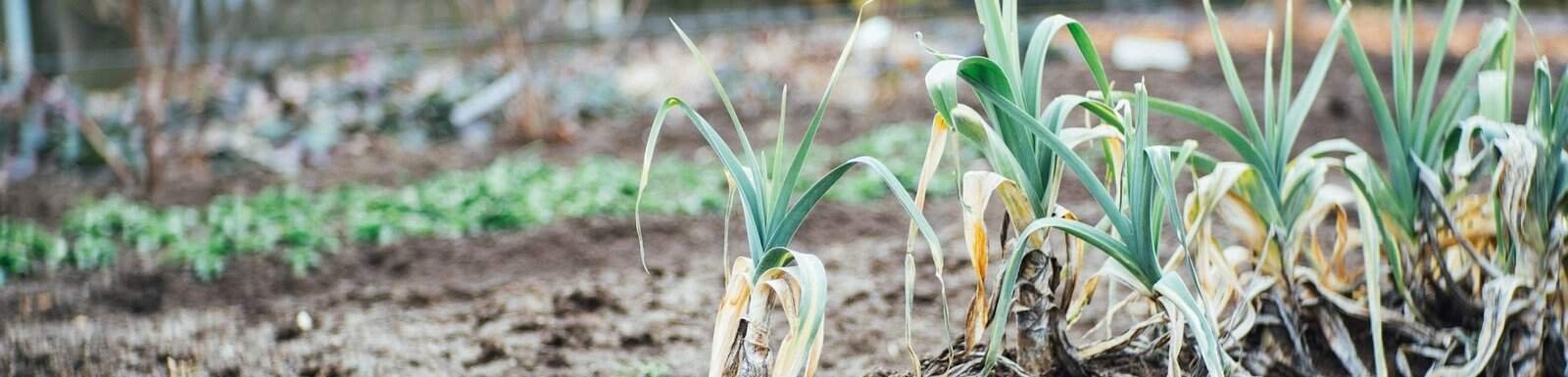 How to Compost Leaves