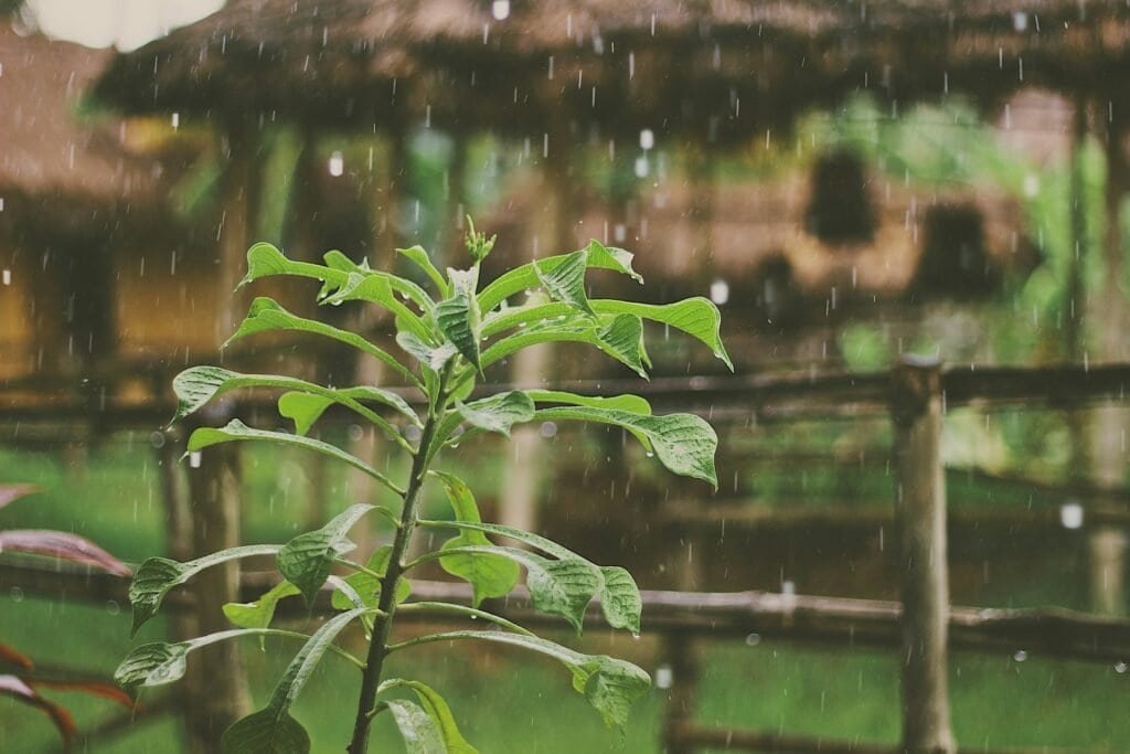 Is it Illegal to Collect Rainwater in Virginia? 1 is it illegal to collect rainwater in virginia