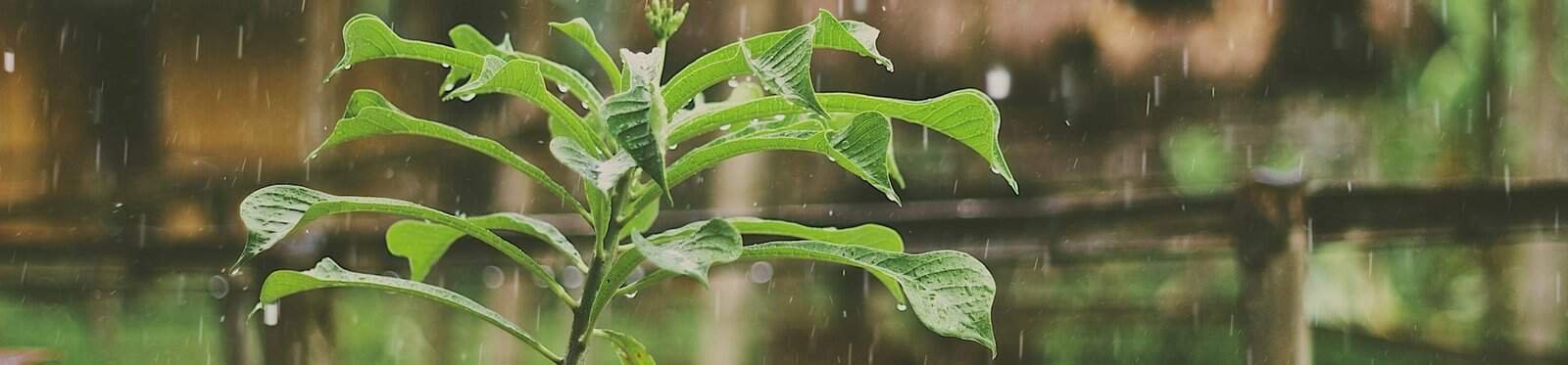 Is it Illegal to Collect Rainwater in California