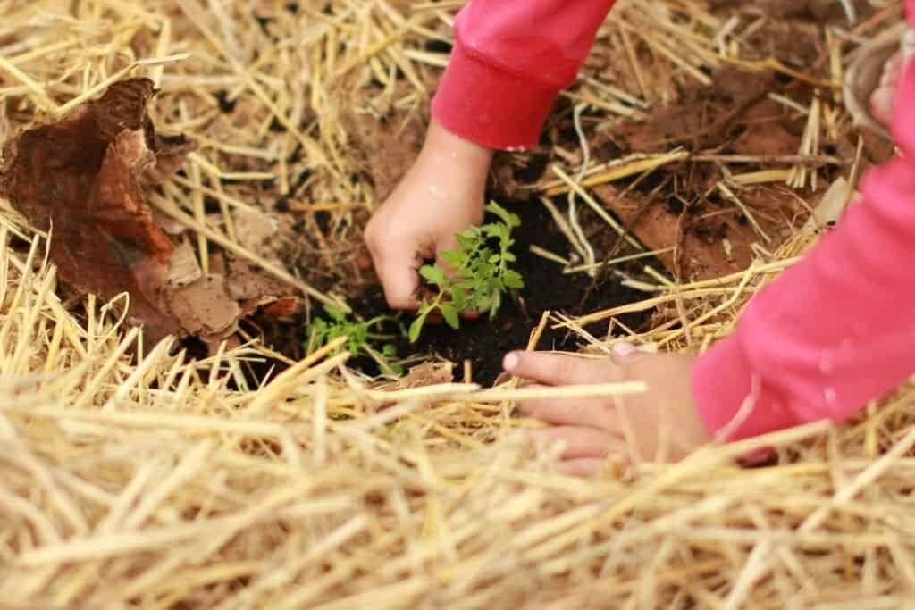 Does Compost Smell? Unveiling the Truth About Compost Odors 1 Does Compost Smell