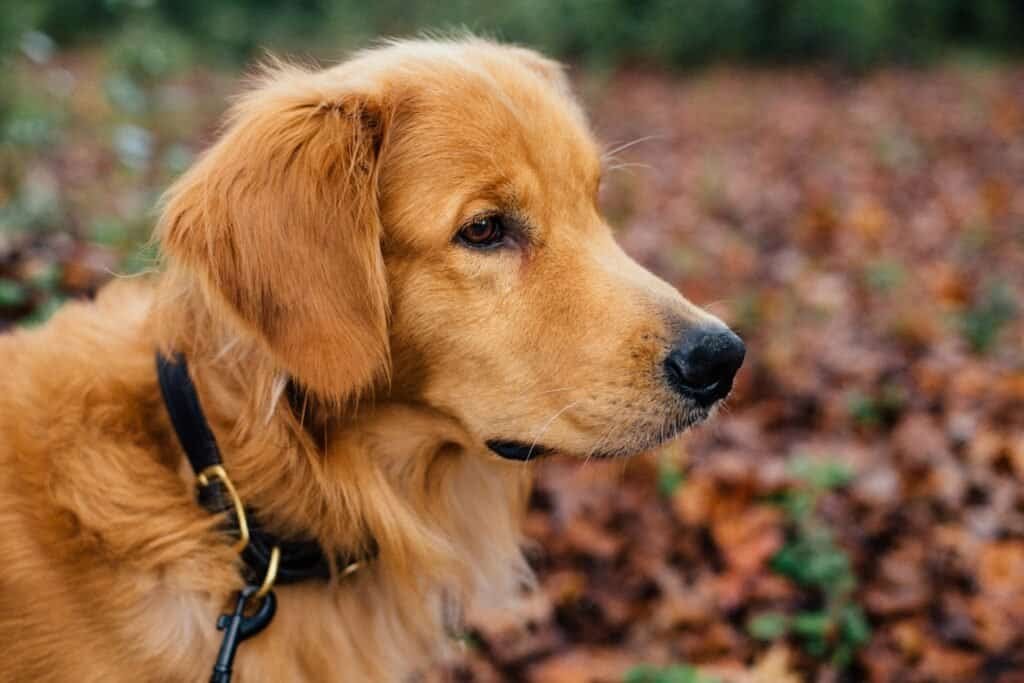 Can You Compost Dog Poop? 2 can you compost dog poop