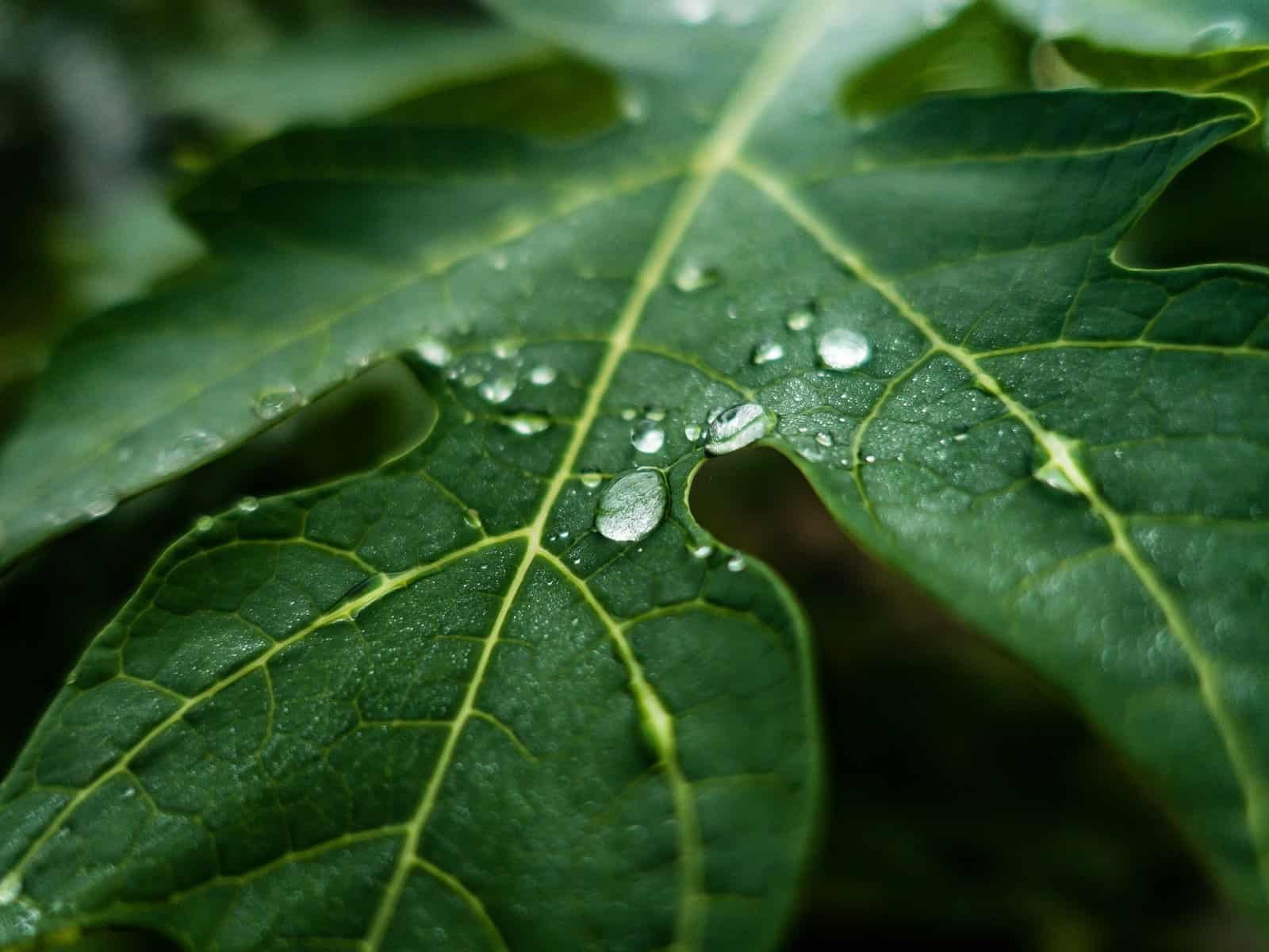 Is it illegal to collect rainwater