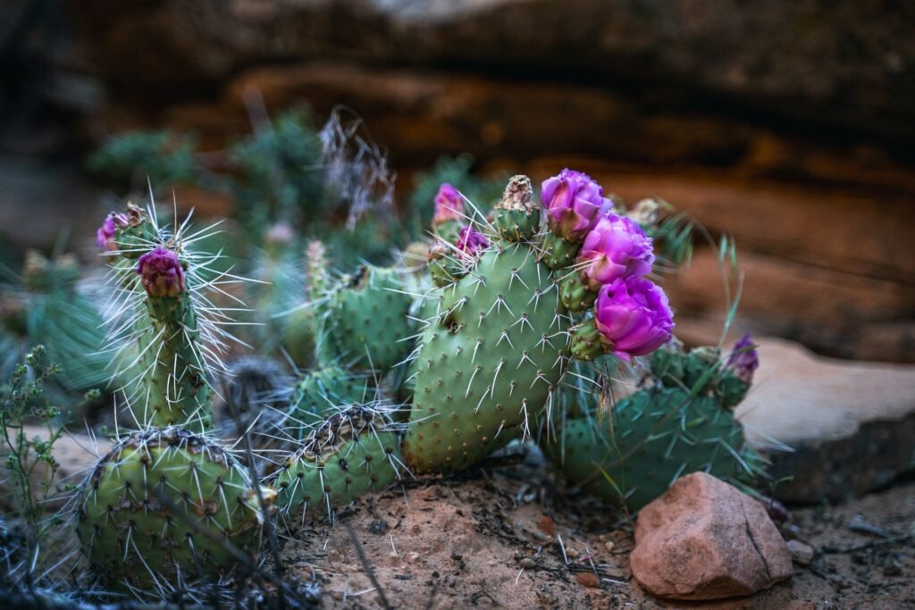 texas native plants