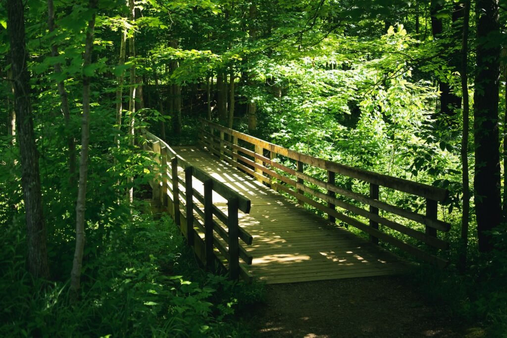 ohio native plants