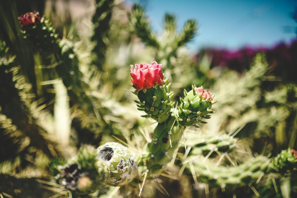 texas native plants