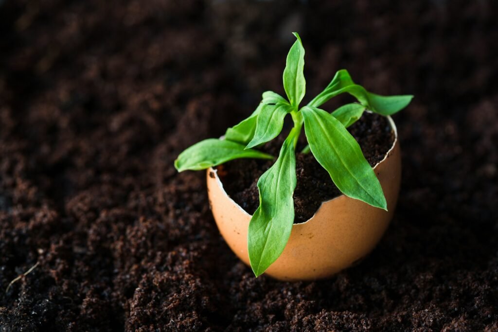 can you compost eggshells