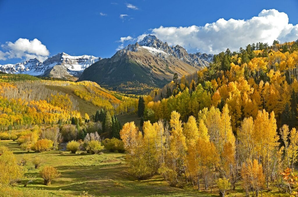 colorado native plants