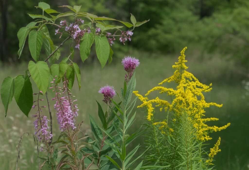 A variety of green plants and colorful flowers native to New York growing naturally outdoors with trees and meadow in the background.